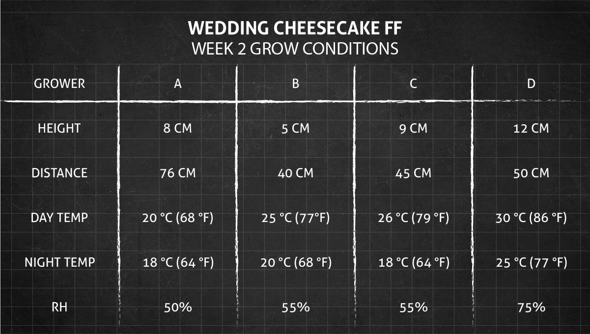 Wedding Cheesecake FF cannabis strain: week 2 grow conditions
