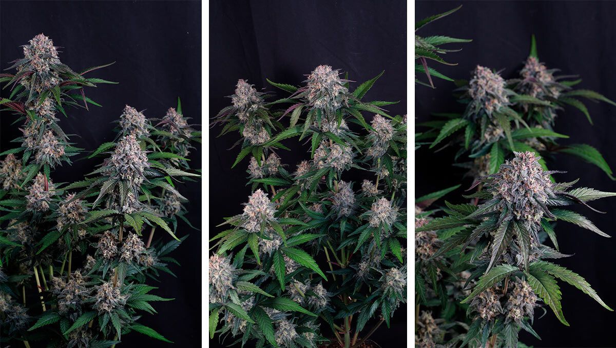 Lemon Cherry Sundae Auto