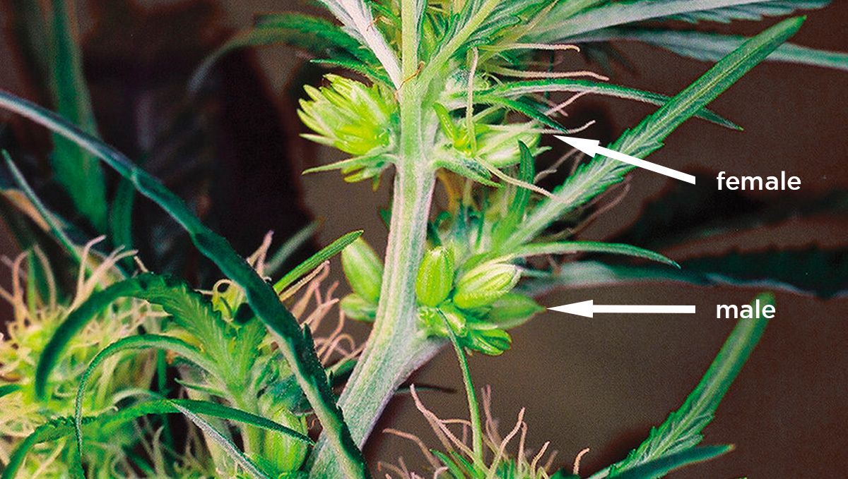 Common cannabis mutations: male vs female