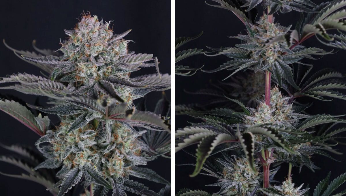 mendo frost