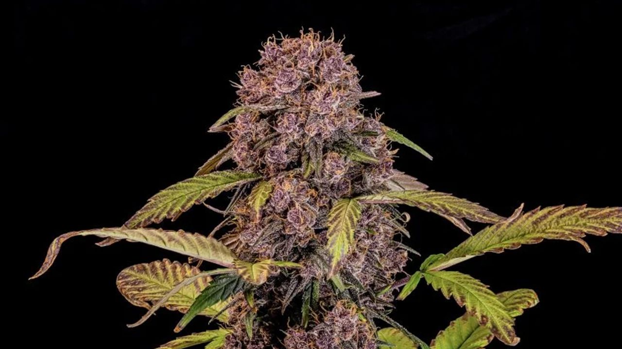 The top 5 fastest autos: lemon cherry cookies auto