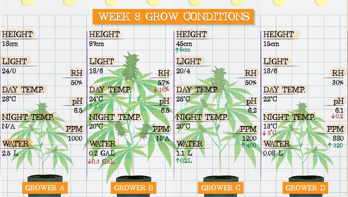 Forbidden Runtz Auto Plants Seed Week-by-Week Guide: Week 8 grow conditions
