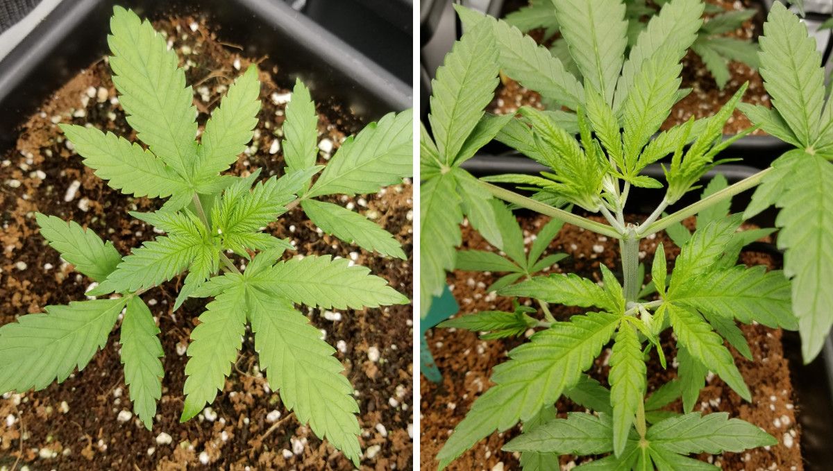 Grapefruit Auto cannabis strain: mid veg | weeks 3-4
