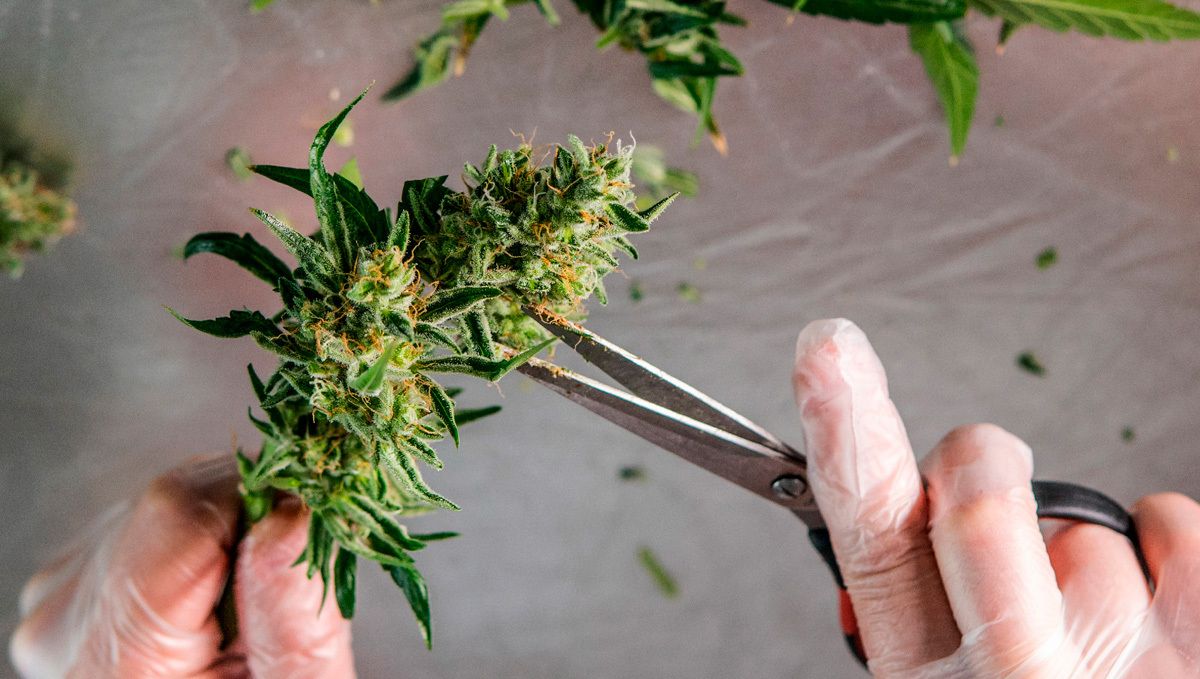 Strawberry pie auto week-by-week guide: dry trimming vs wet trimming