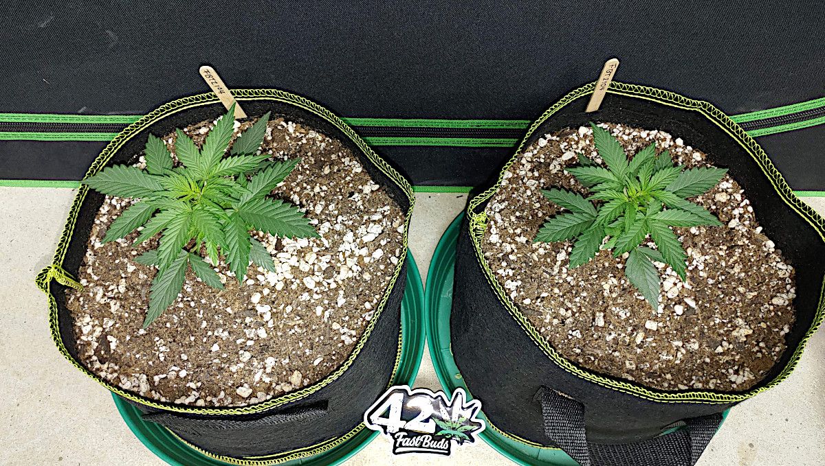 Forbidden Runtz Auto 대마 스트레인 주차별 가이드: 패브릭 화분의 낮고 넓은 오토플라워 2종