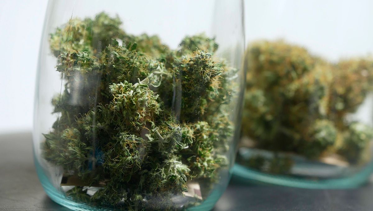 White Widow Auto guide: curing