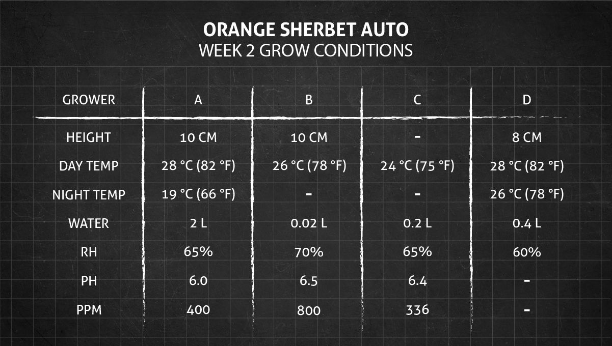 Orange Sherbet Auto Cannabis Strain Week-by-Week Guide: Week 2 grow conditions