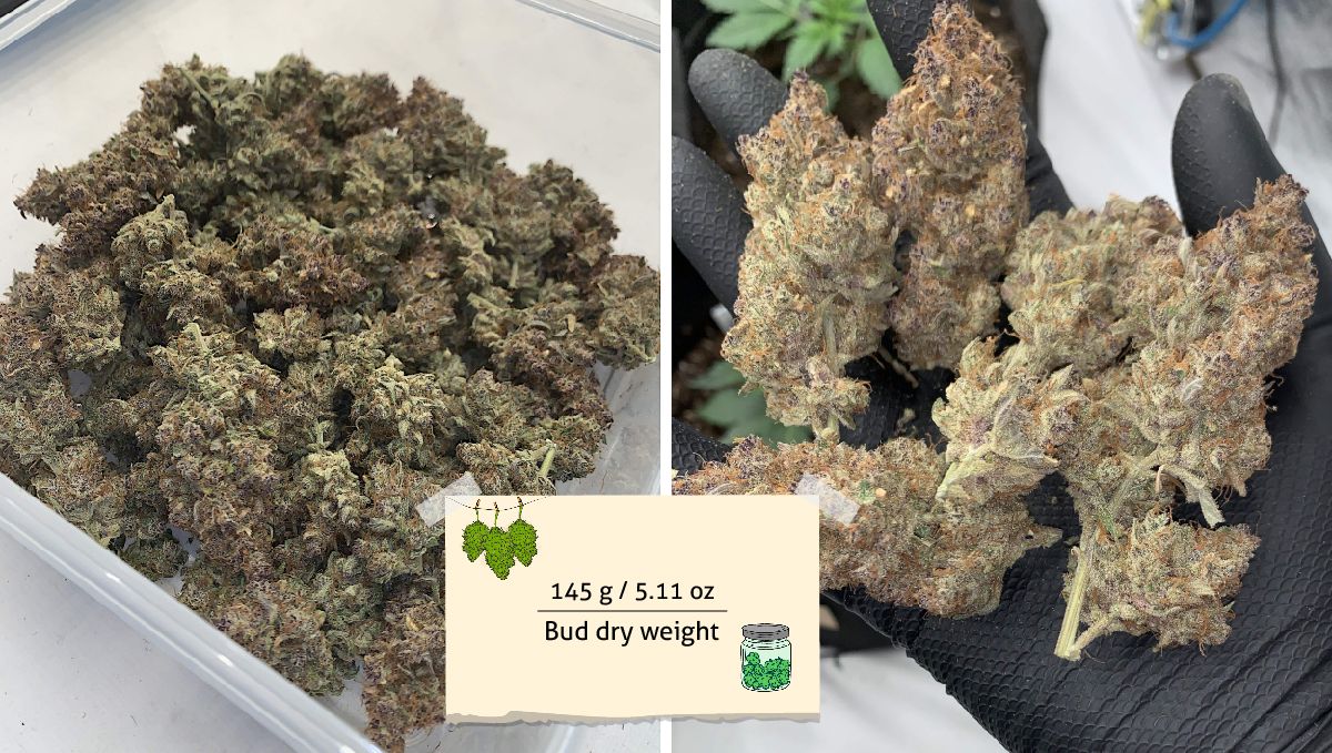 Banana Purple Punch Auto भांग स्ट्रेन: उपज | प्लास्टिक टब में कली और कुछ कली ग्लव्स में