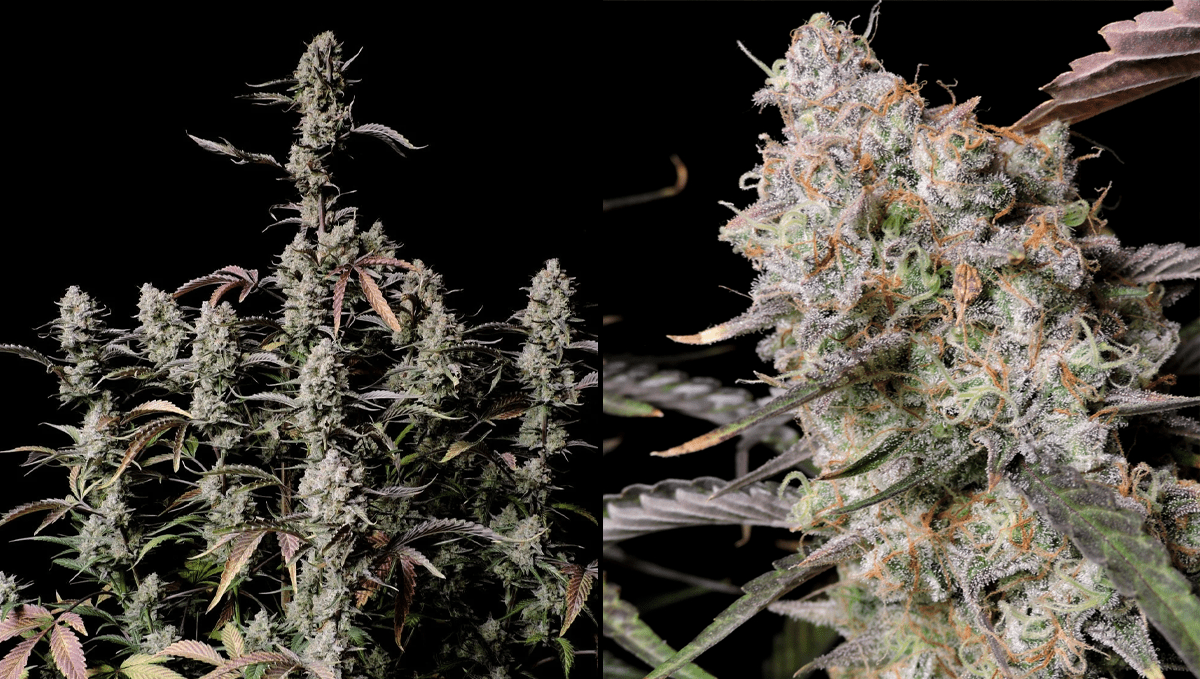 Top 5 best indica autoflower strains: Gorilla Z Auto