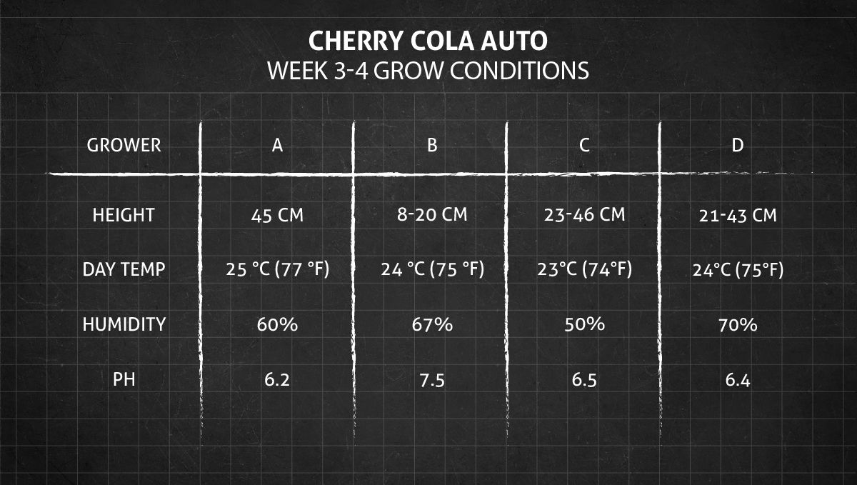 Cherry Cola Auto: เงื่อนไขปลูก 3-4 สัปดาห์