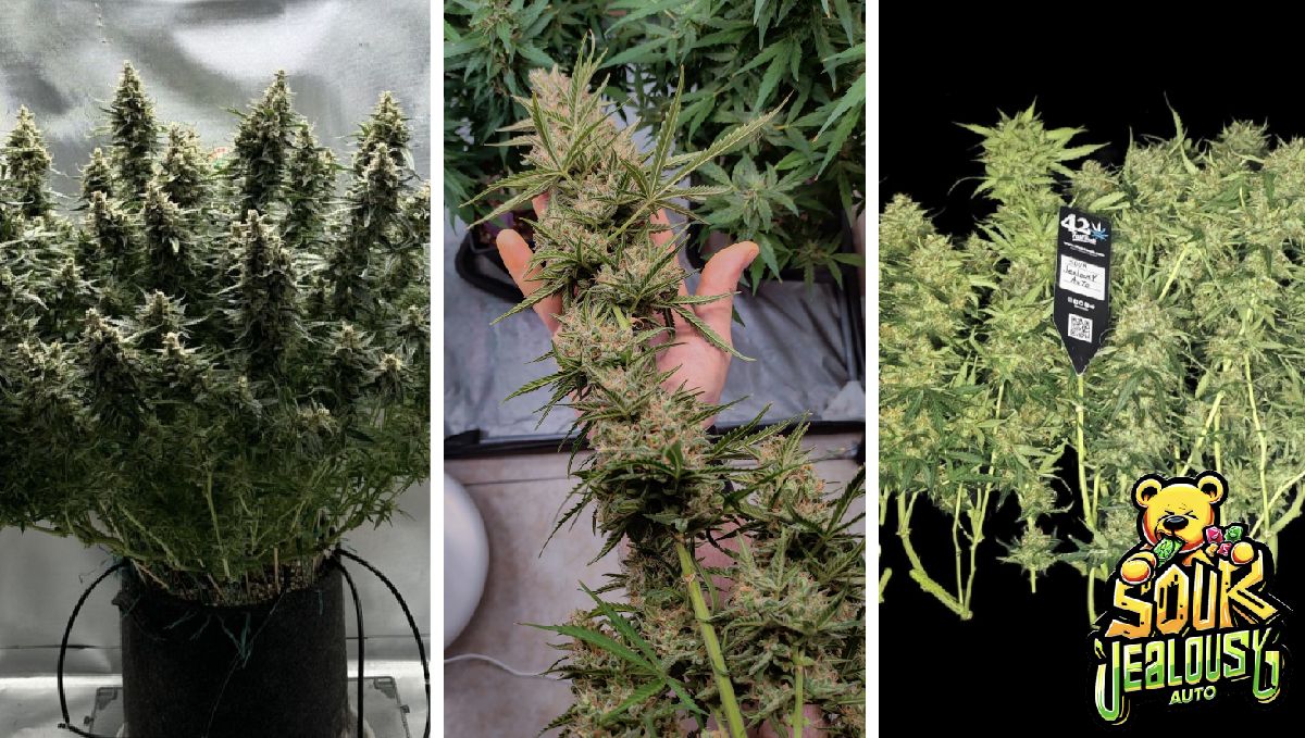 sour jealousy auto