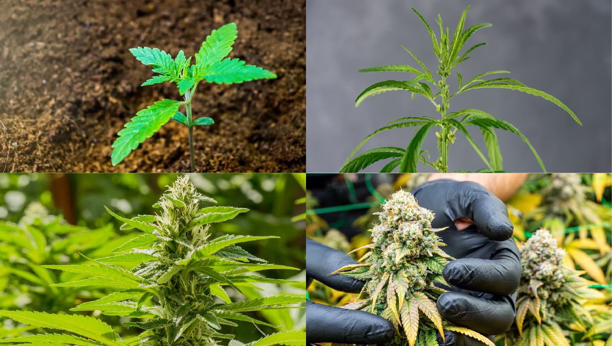 Light deprivation: the lifecycle of a plants plant