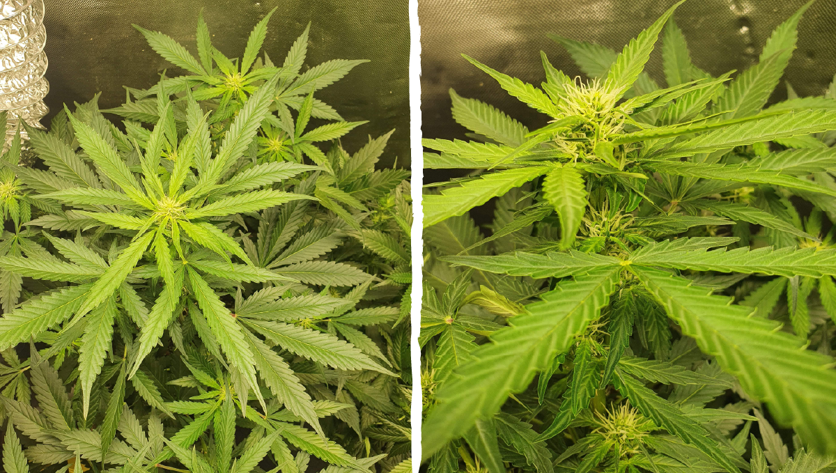 Cinderella auto week-by-week guide: pre-flowering stage 