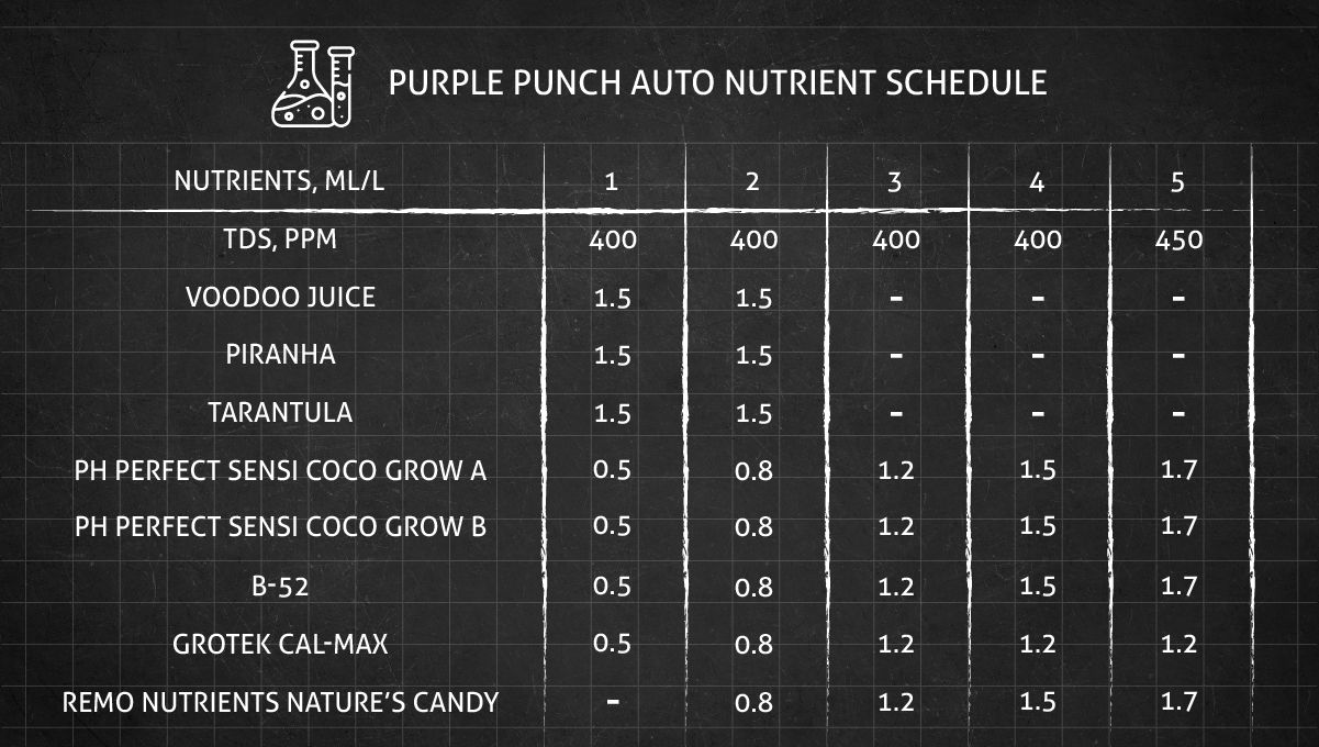 Purple Punch Auto Cannabis Strain Week-by-Week Guide: Feeding schedule for the vegetative phase