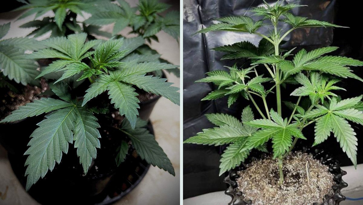 Strawberry Gorilla Auto Cannabissorte: Mittlere Veg-Phase | Wochen 3-4 | kr&auml;ftiges Stretching