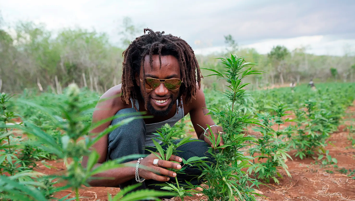 Plants in jamaica: growing