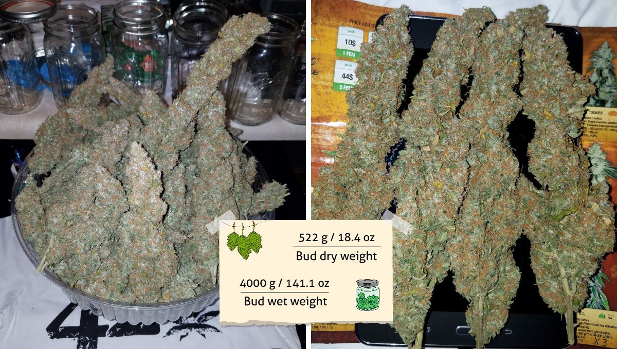 Six Shooter Auto cannabis strain: yield | super long, fat and dense marijuana buds trimmed and dried