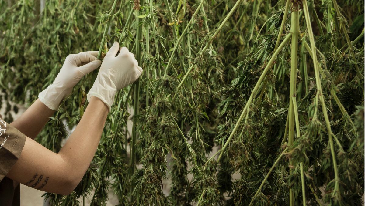 Features of growing plants in Thailand: Post-return processes