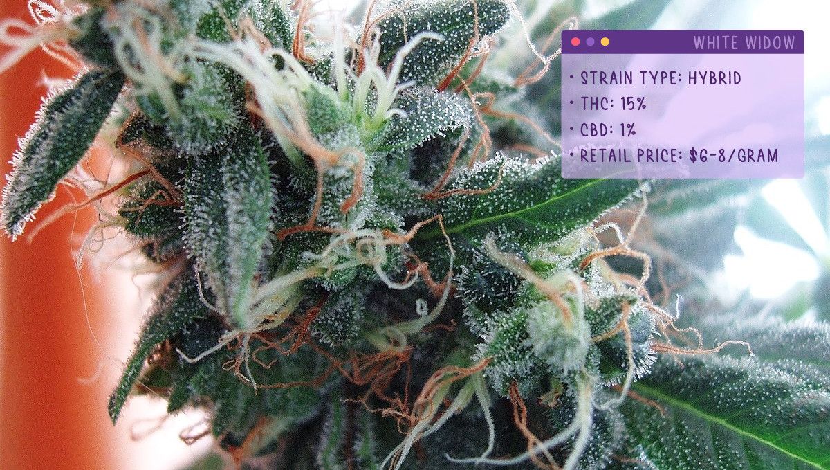 Best Weed Strains for Anxiety: White Widow