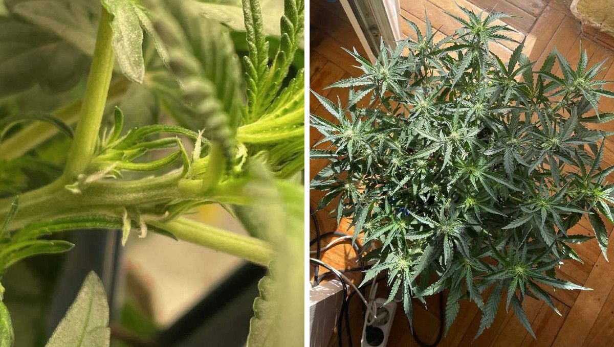 Gorilla Punch Auto 大麻品种：转换（初花期）| 第5周 | 节间冒出首批雌蕊、顶部平展刚现花苞
