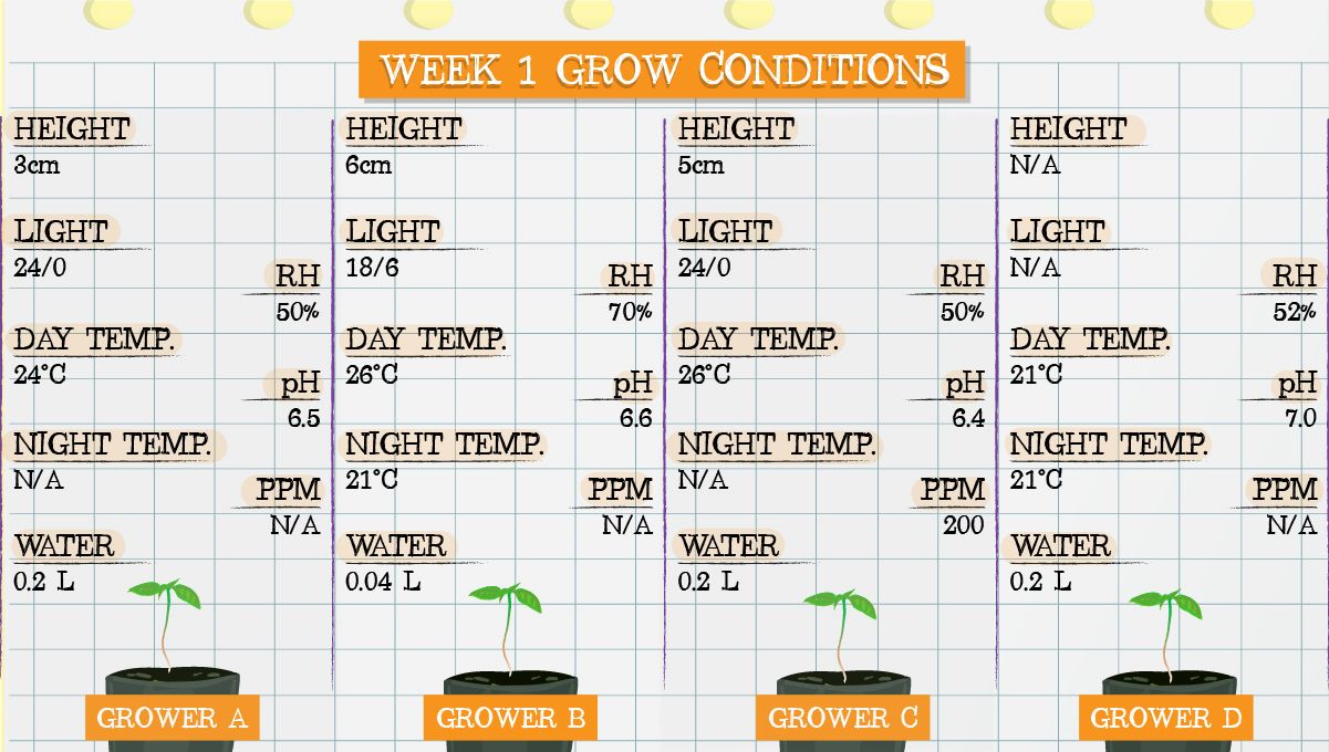 Gelato Auto Plants Seed Week-by-Week Guide: Grow conditions in week 1