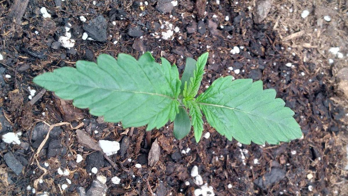 Gorilla Punch Auto 大麻品种：发芽与幼苗阶段 | 第1周 | 第7天的小苗