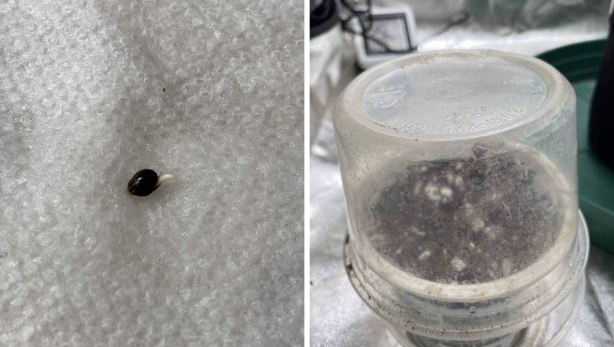 Californian Snow Auto cannabis strain: germination and seedling stage | week 1 | a sprouted seed on a wet paper towel and a solo cup with soil covered with a transparent 'humidity dome'