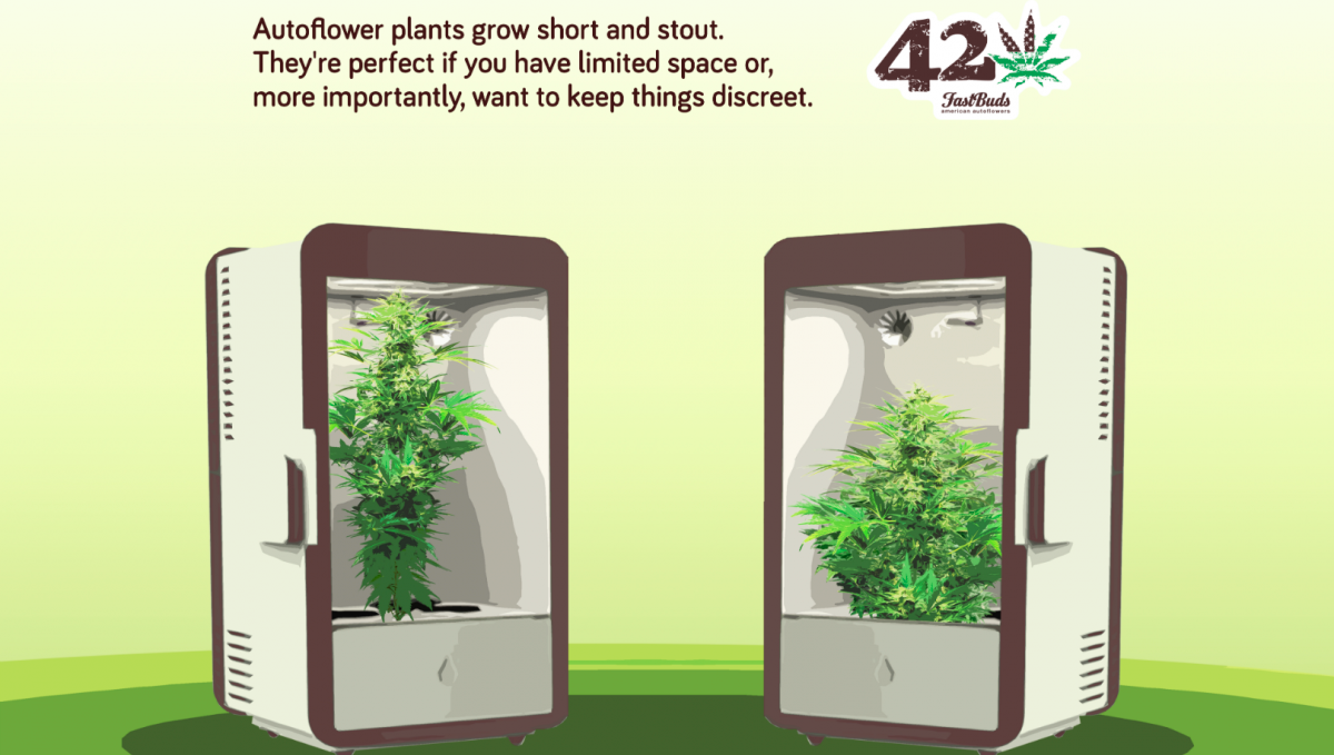 Autoflowering cannabis er perfekt til diskrete dyrkere
