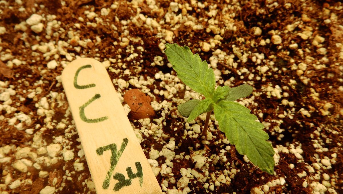 Cream Cookies Auto cannabis strain: germination and seedling stage | week 1 | the end of the first week