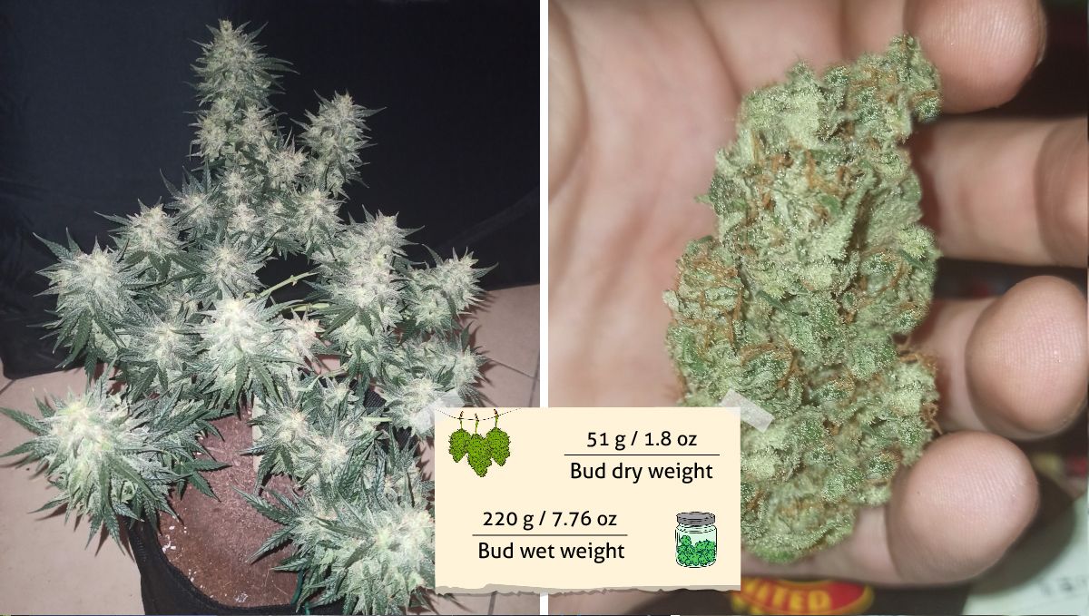 Mimosa Cake Auto cannabis strain outcome: dried and cured buds on scales and in the grower's hand