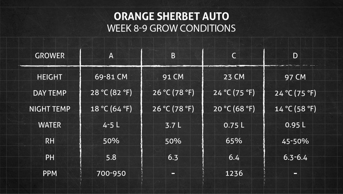Orange Sherbet Auto Cannabis Strain Week-by-Week Guide: Weeks 8-9 grow conditions