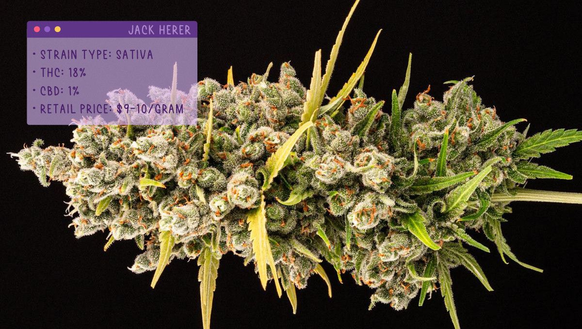 Best Weed Strains for Anxiety: Jack Herer