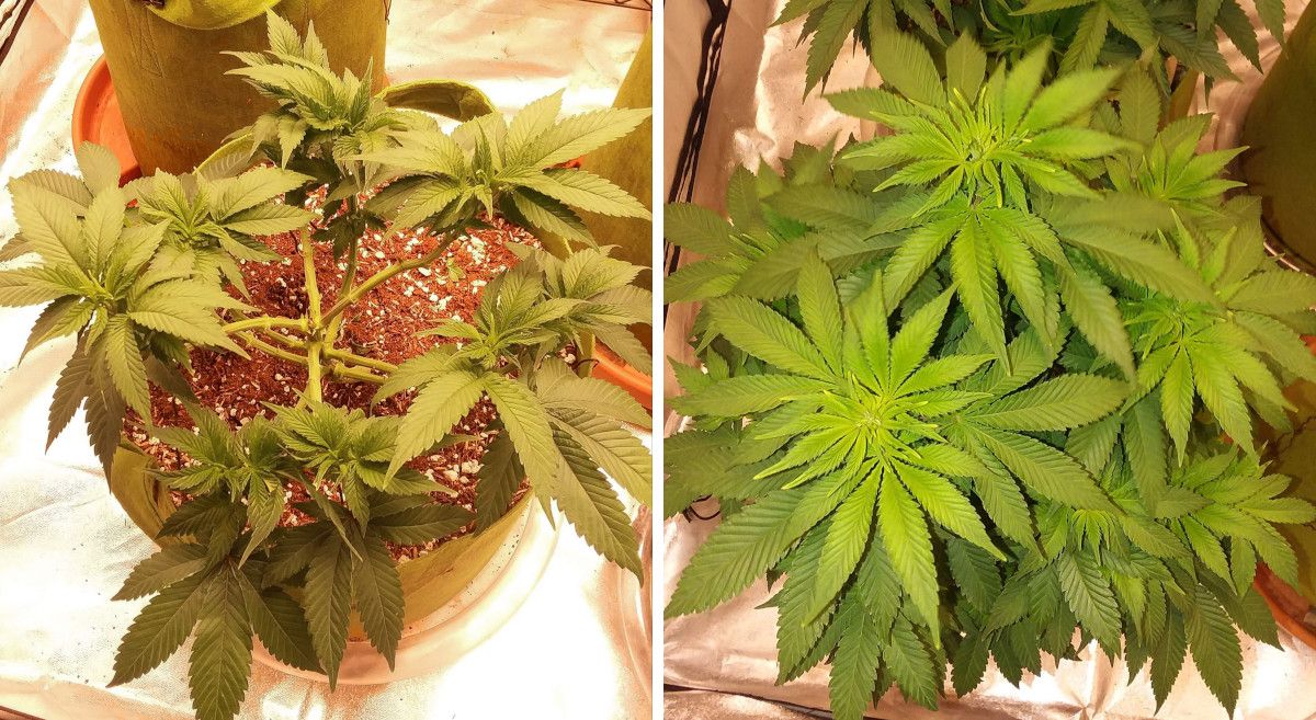 Pineapple Chunk 대마 품종 주차별 가이드: 나침반 패턴 트레이닝과 심한 잎 솎기 후, 새 잎이 우거진 모습