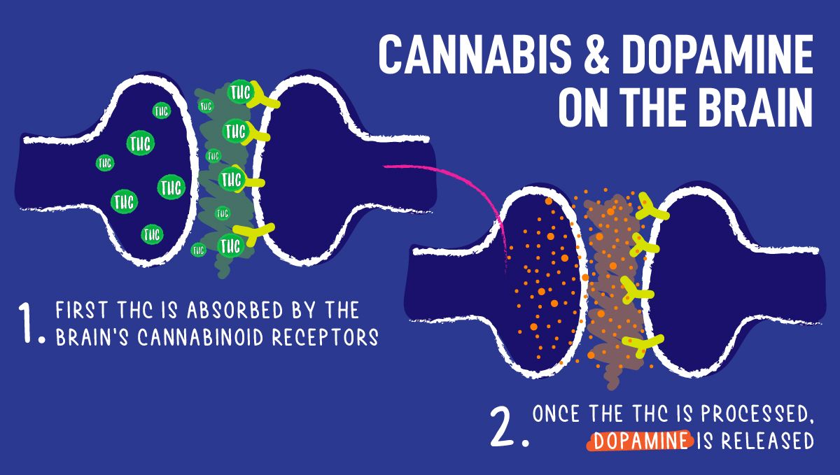 Top 5 best autoflowering strains for focus: can marijuana Increase motivation?