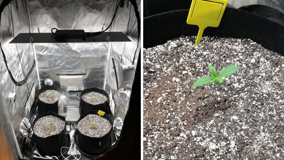 オートマザール大麻ストレイン：発芽と苗期 | 1週目 | グローバッグに入った4株とそのうち1株のクローズアップ