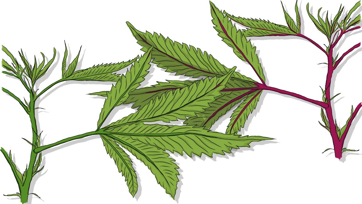 Red and purple plants stems: Research your seed