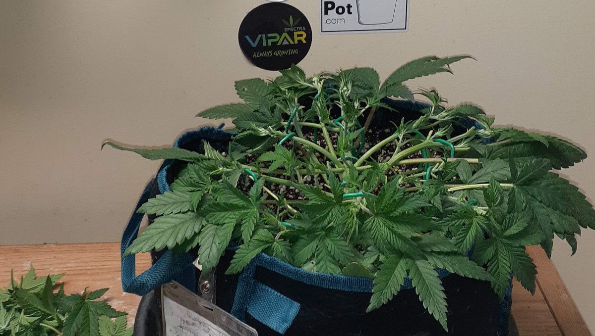 Tropicana Cookies Auto 대마 스트레인: 전환기(개화전) | 5주차 | 평평하게 트레이닝 및 가지치기된 오토플라워
