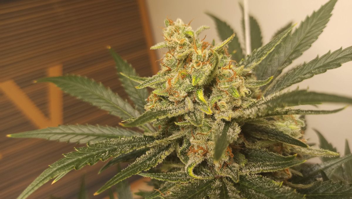 Udhëzues Javë-pas-Jave për Afghan Kush Auto: Syth autoflower i pjekur, me shumicën e pistileve kafe dhe shumë trikomë