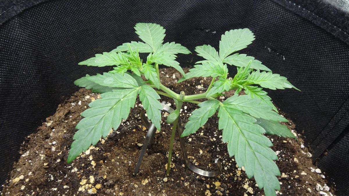 Strain_Name cannabis strain: early veg | week 2 | a small autoflower topped above the first node