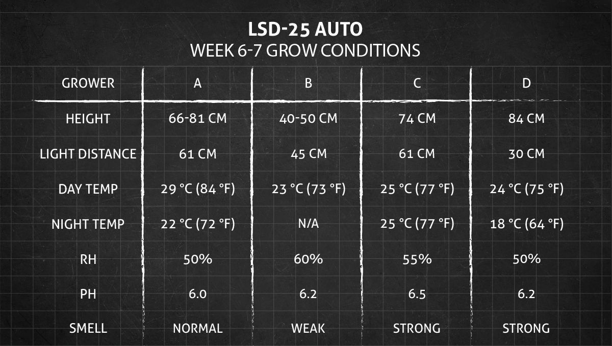 LSD-25 오토 대마초 스트레인: 6-7주차 재배 조건