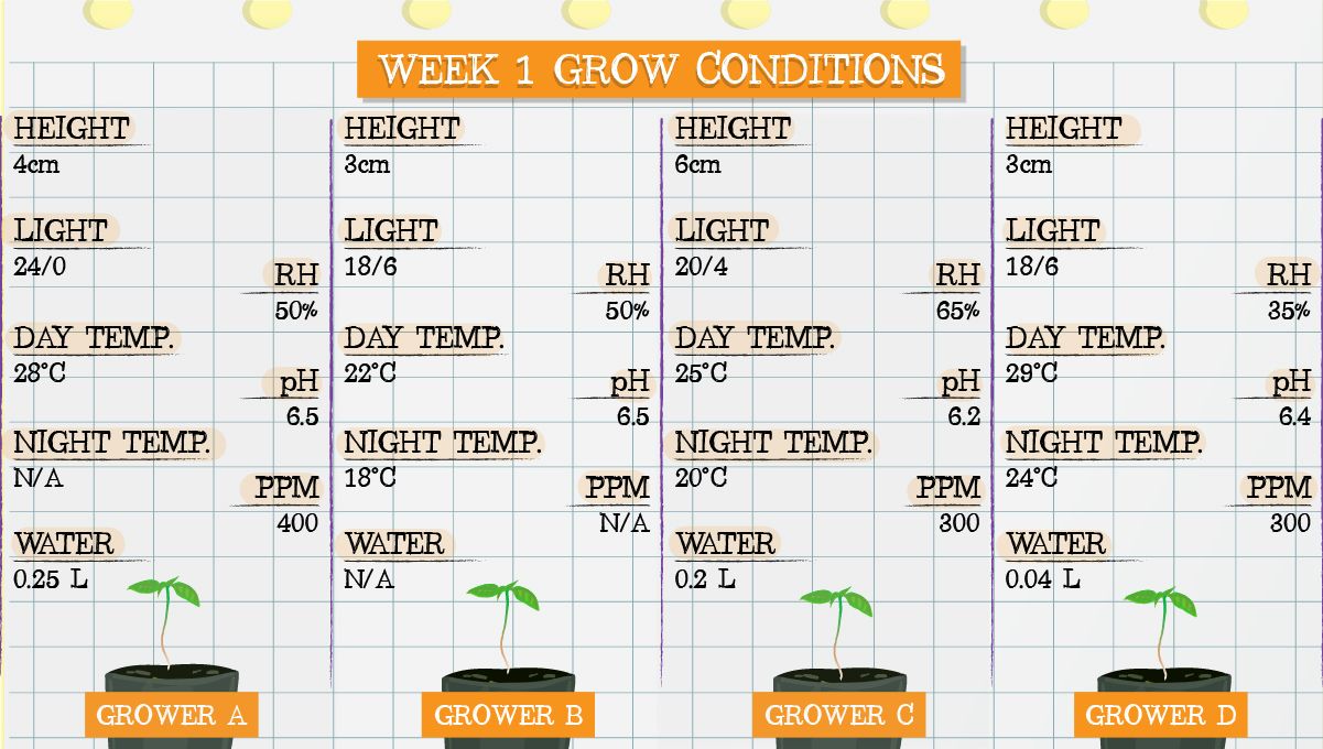 Forbidden Runtz Auto Plants Seed Week-by-Week Guide: Week 1 grow conditions