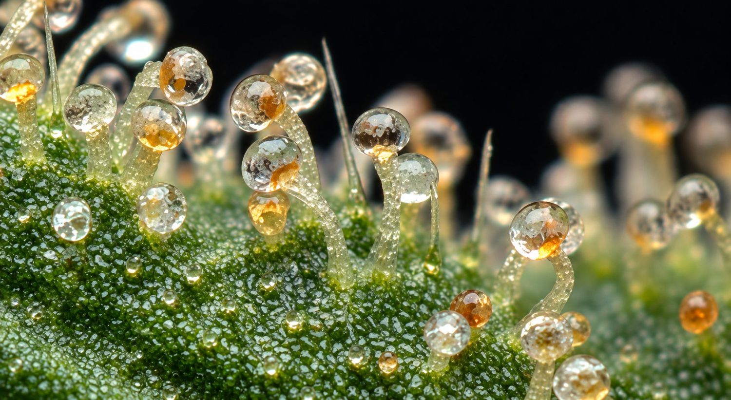 How To Tell If My Auto Is Ready for Return: States of Frosts on plants