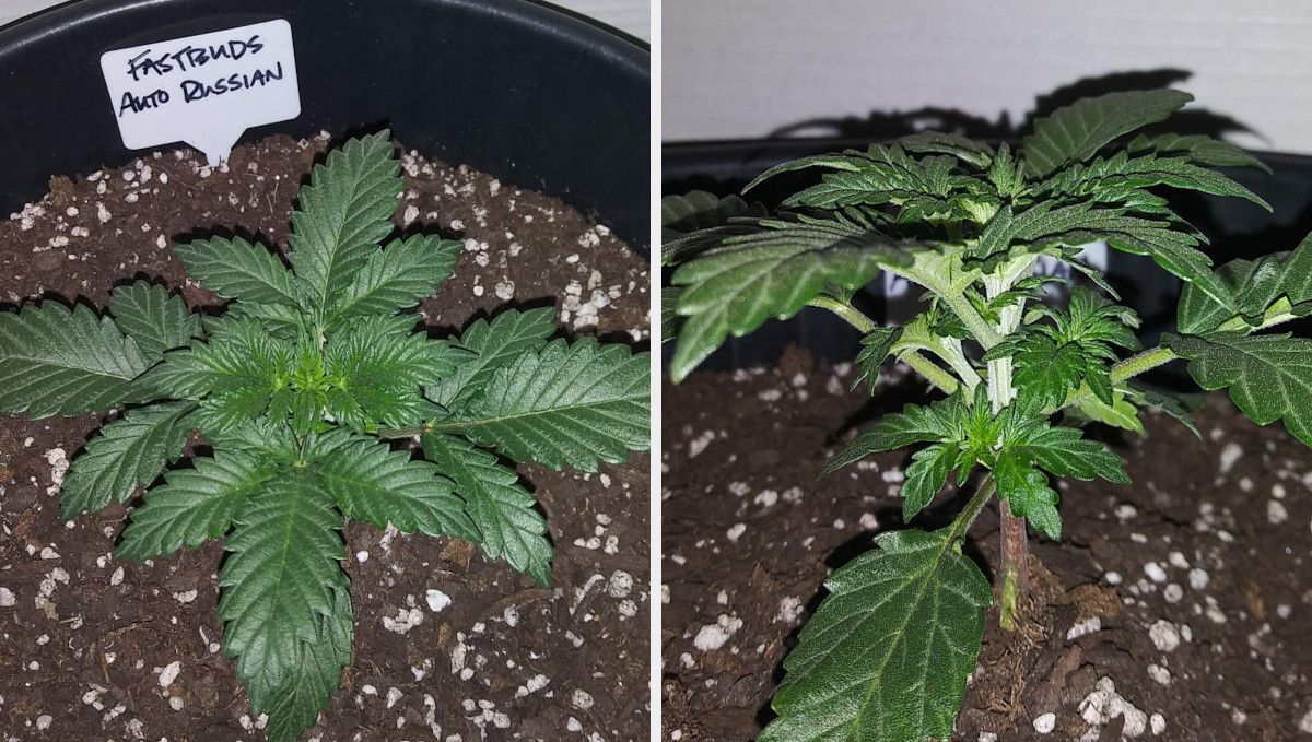 Russian Auto Cannabis Strain Week-by-Week Guide: A top view and side view of a 2-week-old ganja plant with dark green leaves and ample side growth