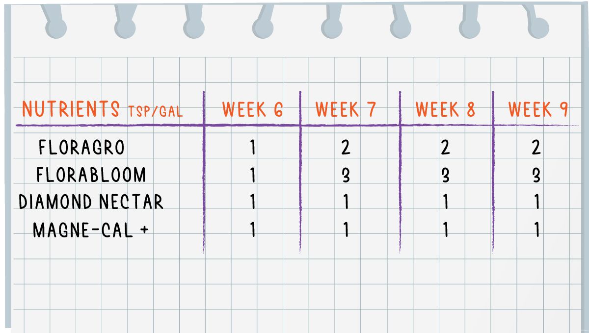 Forbidden Runtz Auto Plants Seed Week-by-Week Guide: A very simple GHE feeding schedule for plants flowering stages