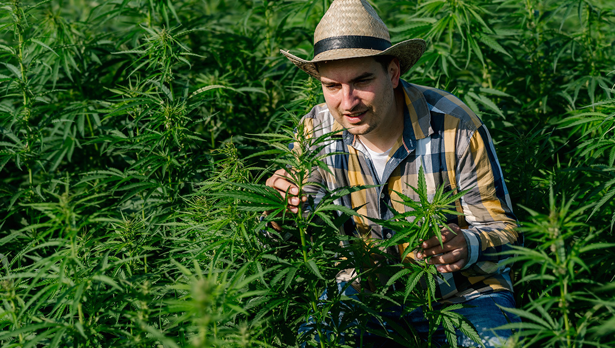 New Yorker Landwirte können diese Saison von Hanf auf Plants umsteigen: Ein Mann mit Hut und Bauernkleidung posiert in einem Hanffeld