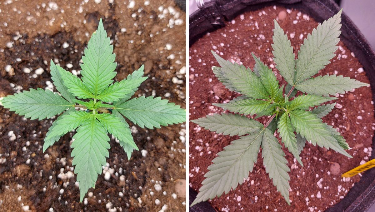 Banana Purple Punch Auto भांग स्ट्रेन: मध्य वेज | सप्ताह 3-4 | प्राकृतिक रूप से बढ़ा पौधा