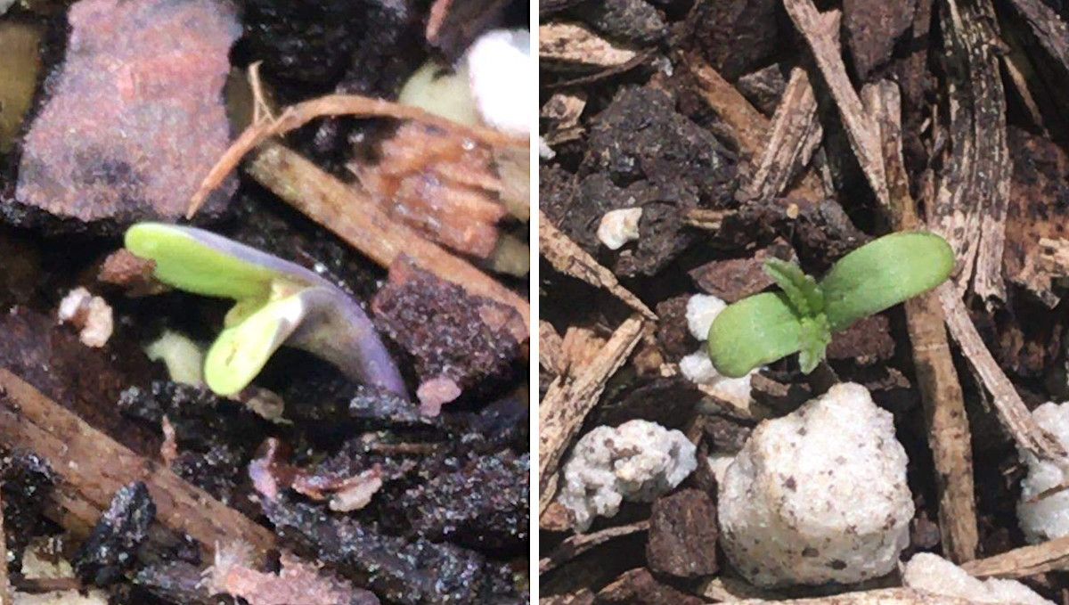 GG4 Sherbet FF cannabis strain: germination and seedling stage | week 1 | a small but healthy-looking, green sprout coming up from the medium