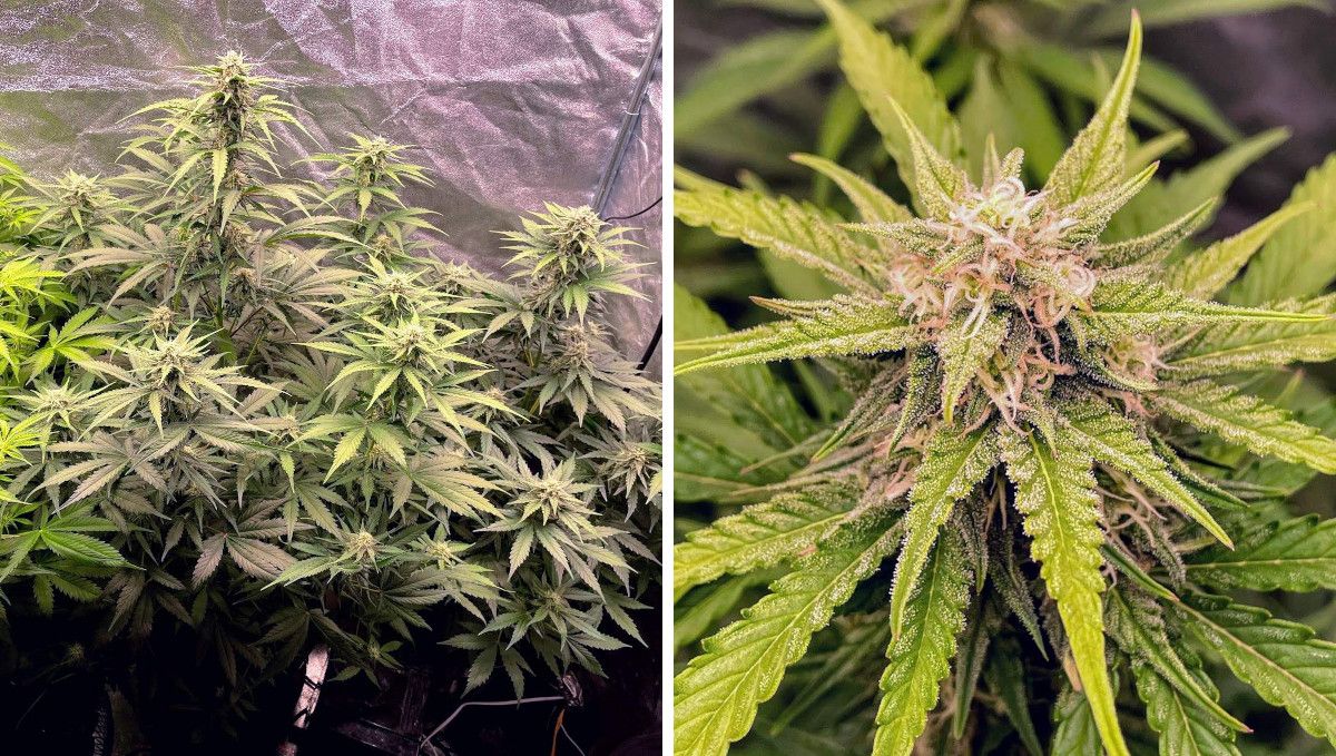 Gorilla Auto Cannabis Strain Week-by-Week Guide: A side view of two flowering ganja plants in a grow tent with stretchy branches and buds that start to stack up and a closeup of a bud with most pistils white but some purplish