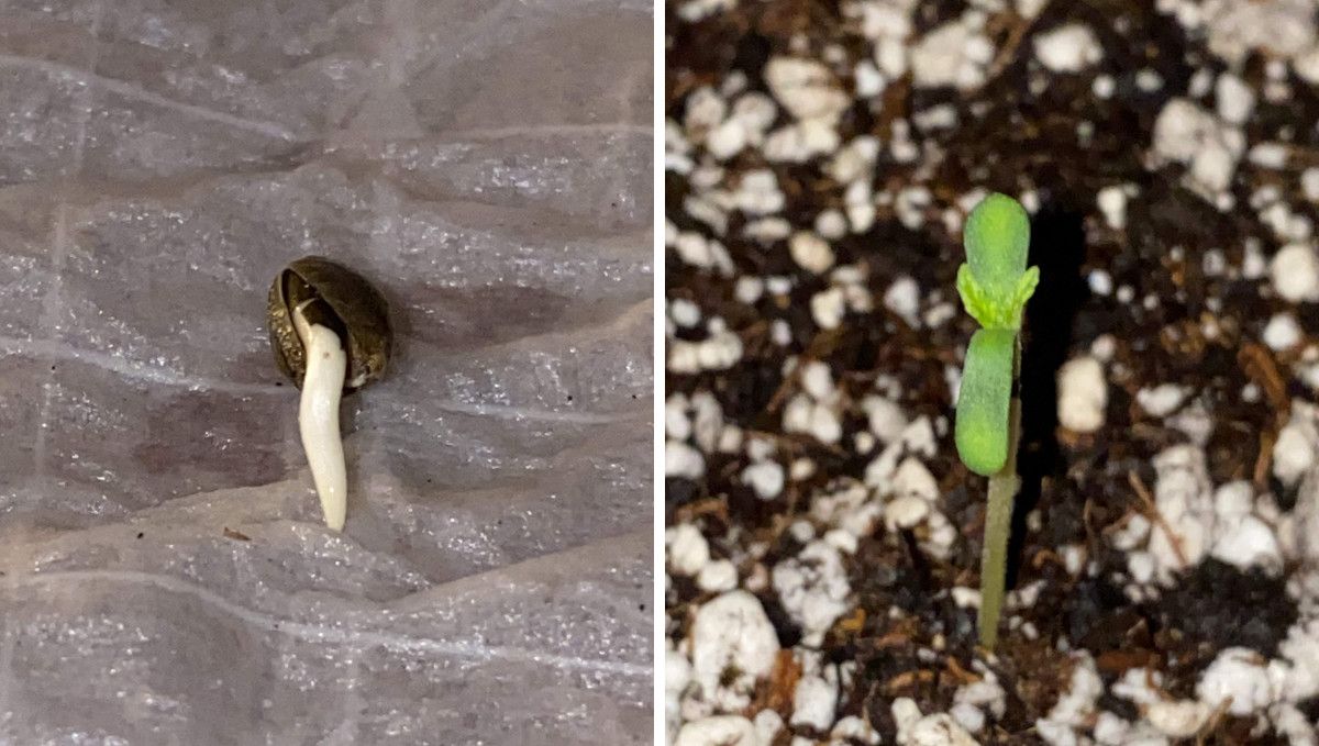 Pineapple Express Auto cannabis-variant: spiring og frøplantefase | uke 1 | et frø med synlig rot og en ett-dagers spire