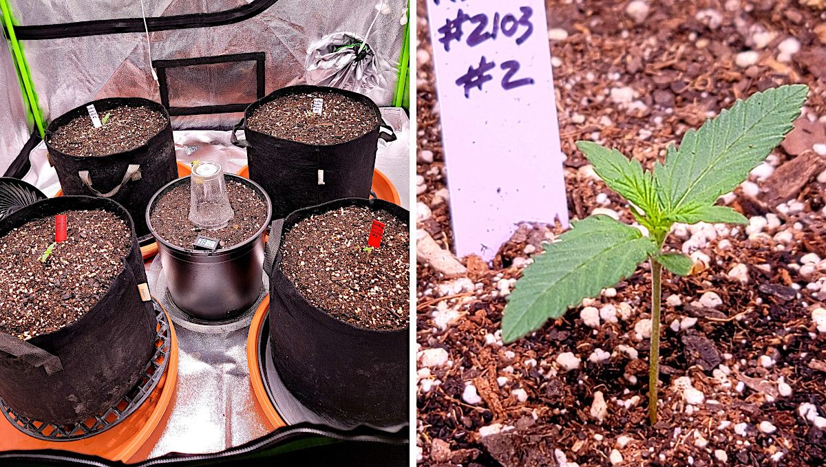 Purple Punch Auto Cannabis Strain Week-by-Week Guide: Five textile grow bags with weed seedlings in a tent and a closeup of a week-old seedling